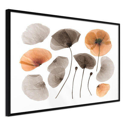 Botanical Wall Art - Dried Poppies-artwork for wall with acrylic glass protection