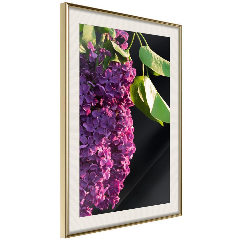 Botanical Wall Art - Violet May-artwork for wall with acrylic glass protection