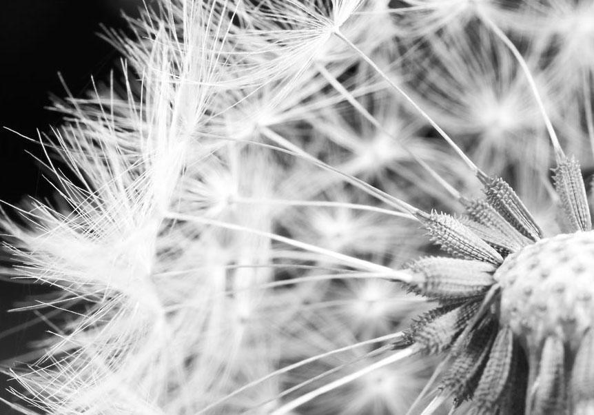 Wall Mural - Black and white dandelion-Wall Murals-ArtfulPrivacy