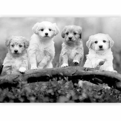 Wall Mural - Four Puppies