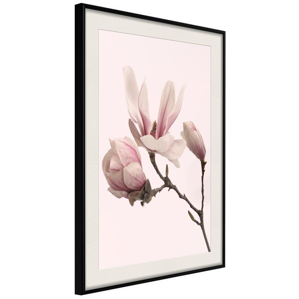 Botanical Wall Art - Blooming Magnolias II-artwork for wall with acrylic glass protection