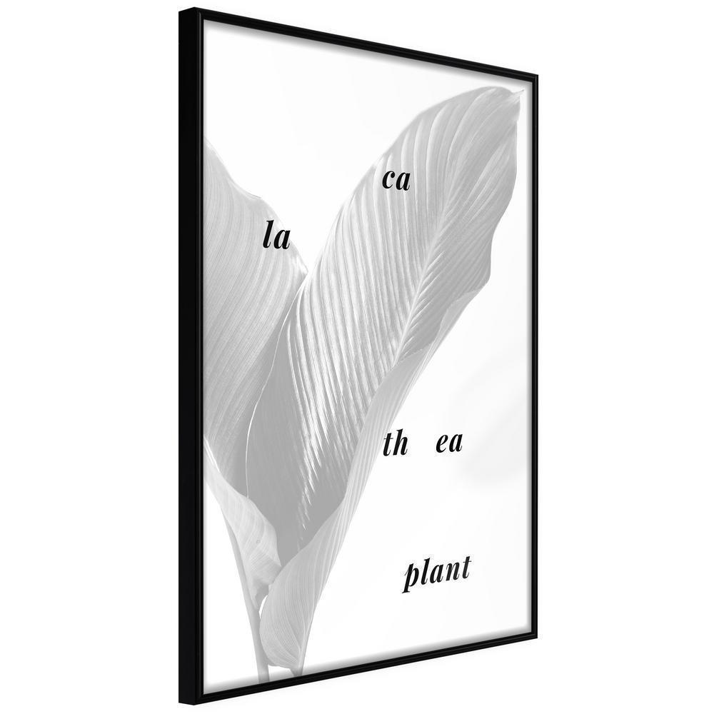 Botanical Wall Art - Calathea Leaves-artwork for wall with acrylic glass protection