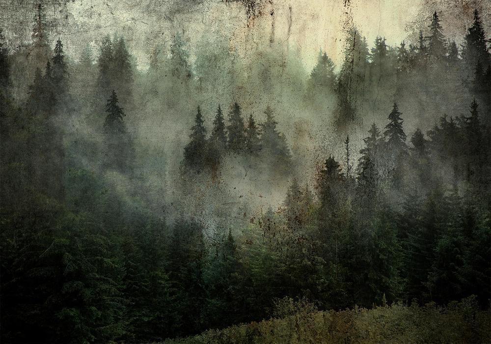 Wall Mural - Misty Beauty of the Forest-Wall Murals-ArtfulPrivacy