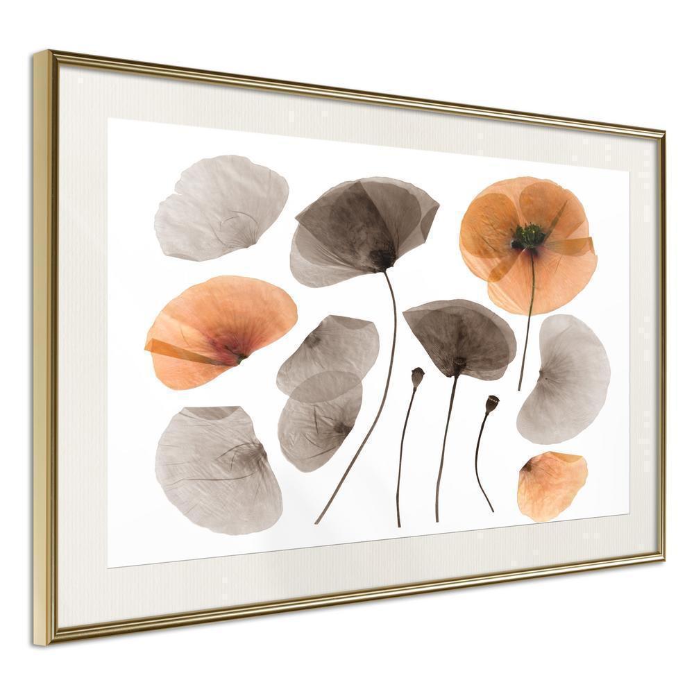 Botanical Wall Art - Dried Poppies-artwork for wall with acrylic glass protection