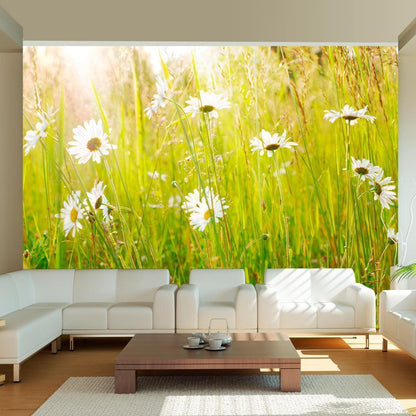 Wall Mural - Daisy field-Wall Murals-ArtfulPrivacy