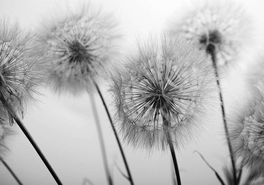 Wall Mural - Time for Dandelions - Second Variant