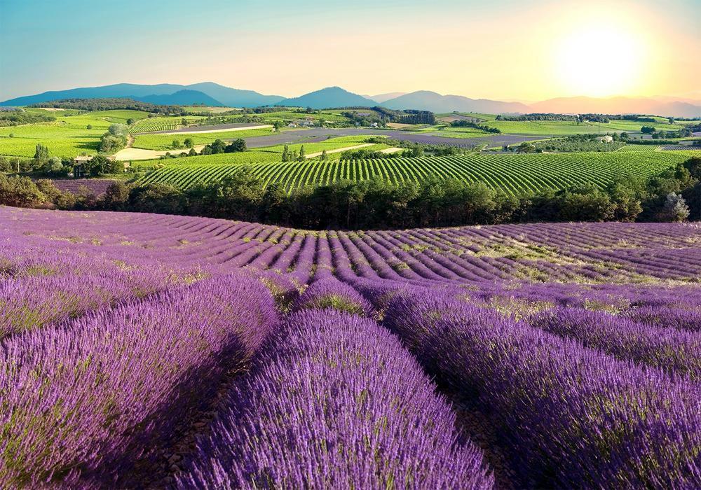 Wall Mural - Lavender Field-Wall Murals-ArtfulPrivacy