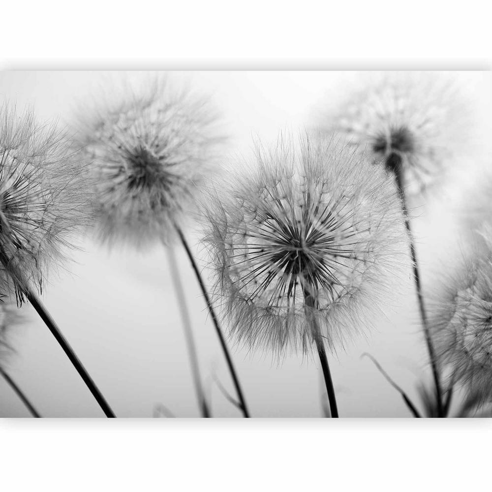 Wall Mural - Time for Dandelions - Second Variant