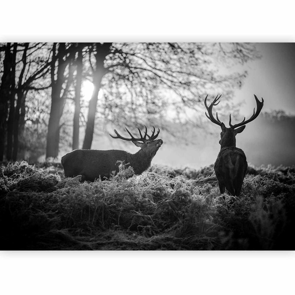 Wall Mural - Deers in the Morning