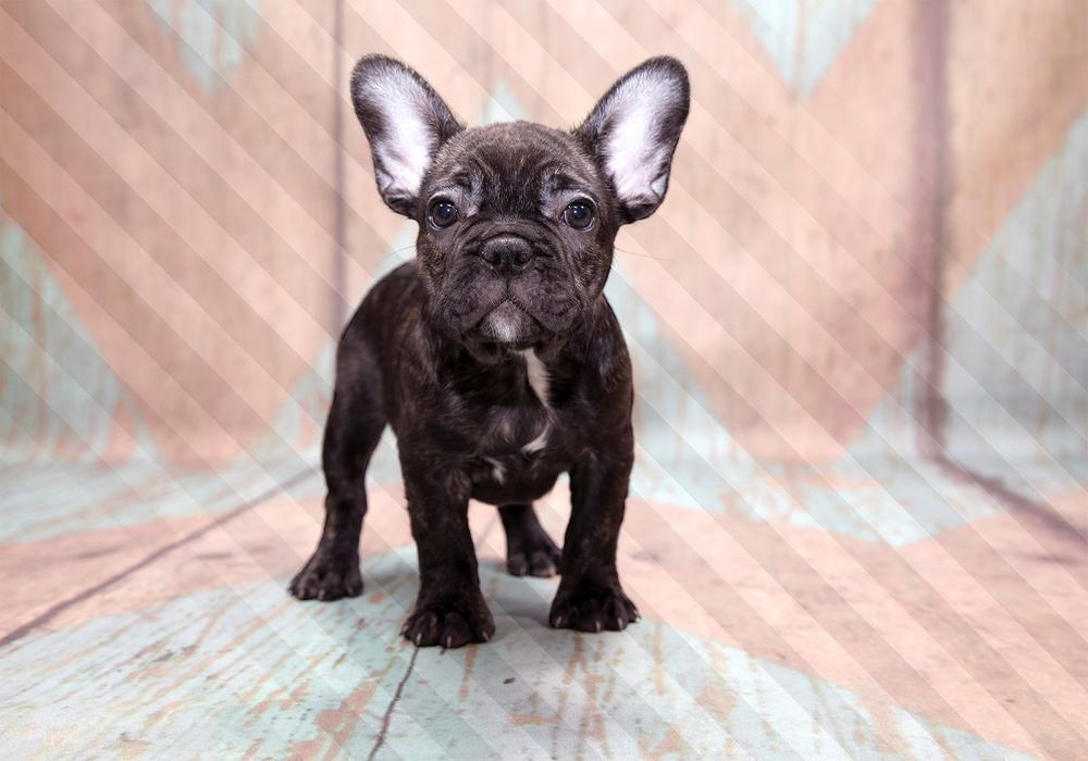 Wall Mural - French Bulldog