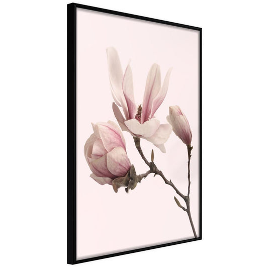 Botanical Wall Art - Blooming Magnolias II-artwork for wall with acrylic glass protection