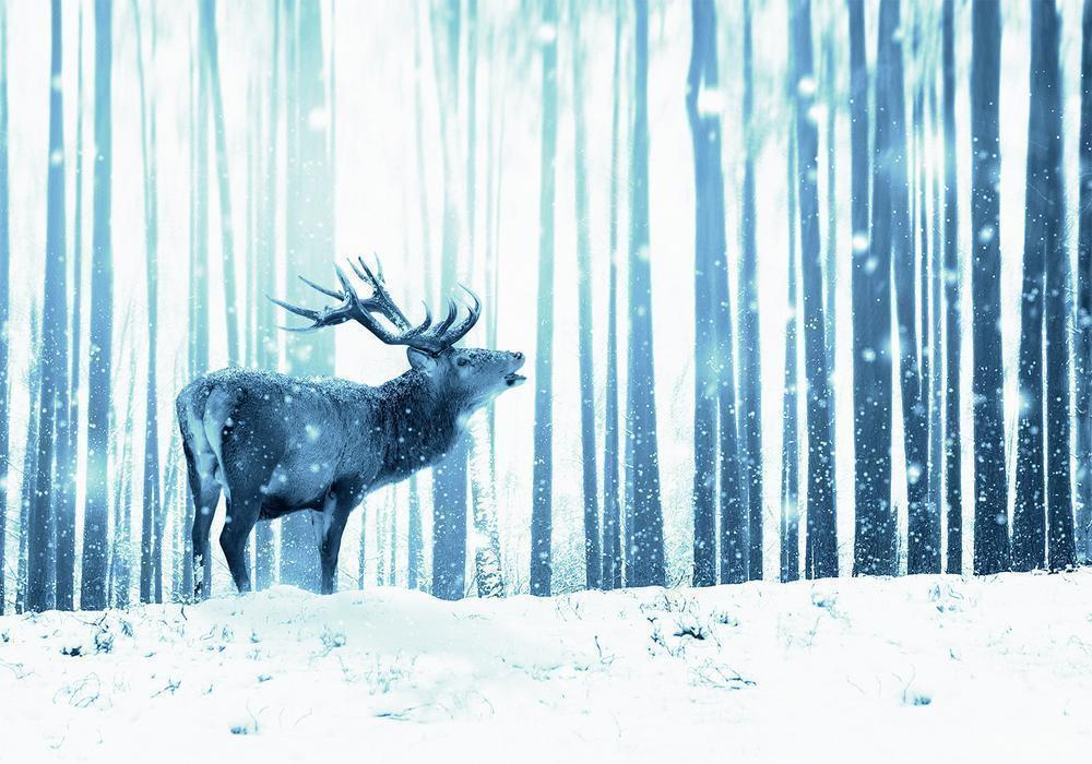 Wall Mural - Winter animals - deer motif on a forest background in shades of blue