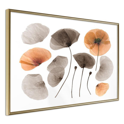 Botanical Wall Art - Dried Poppies-artwork for wall with acrylic glass protection