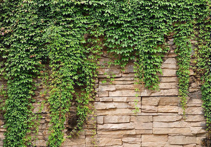 Wall Mural - Ivy wall-Wall Murals-ArtfulPrivacy