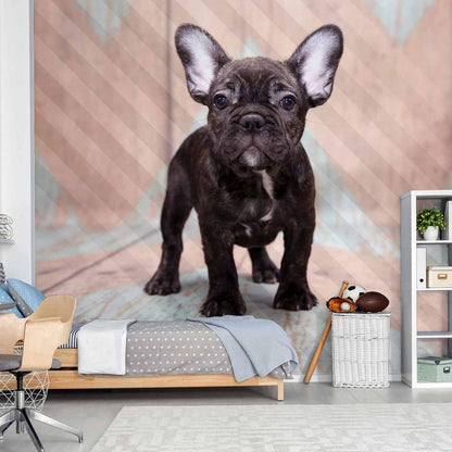 Wall Mural - French Bulldog