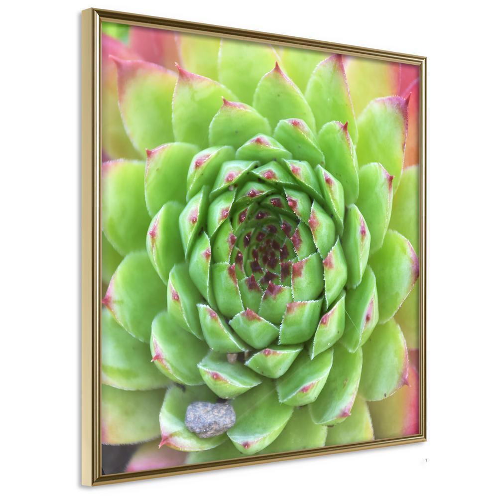 Botanical Wall Art - Stone Rose (Square)-artwork for wall with acrylic glass protection