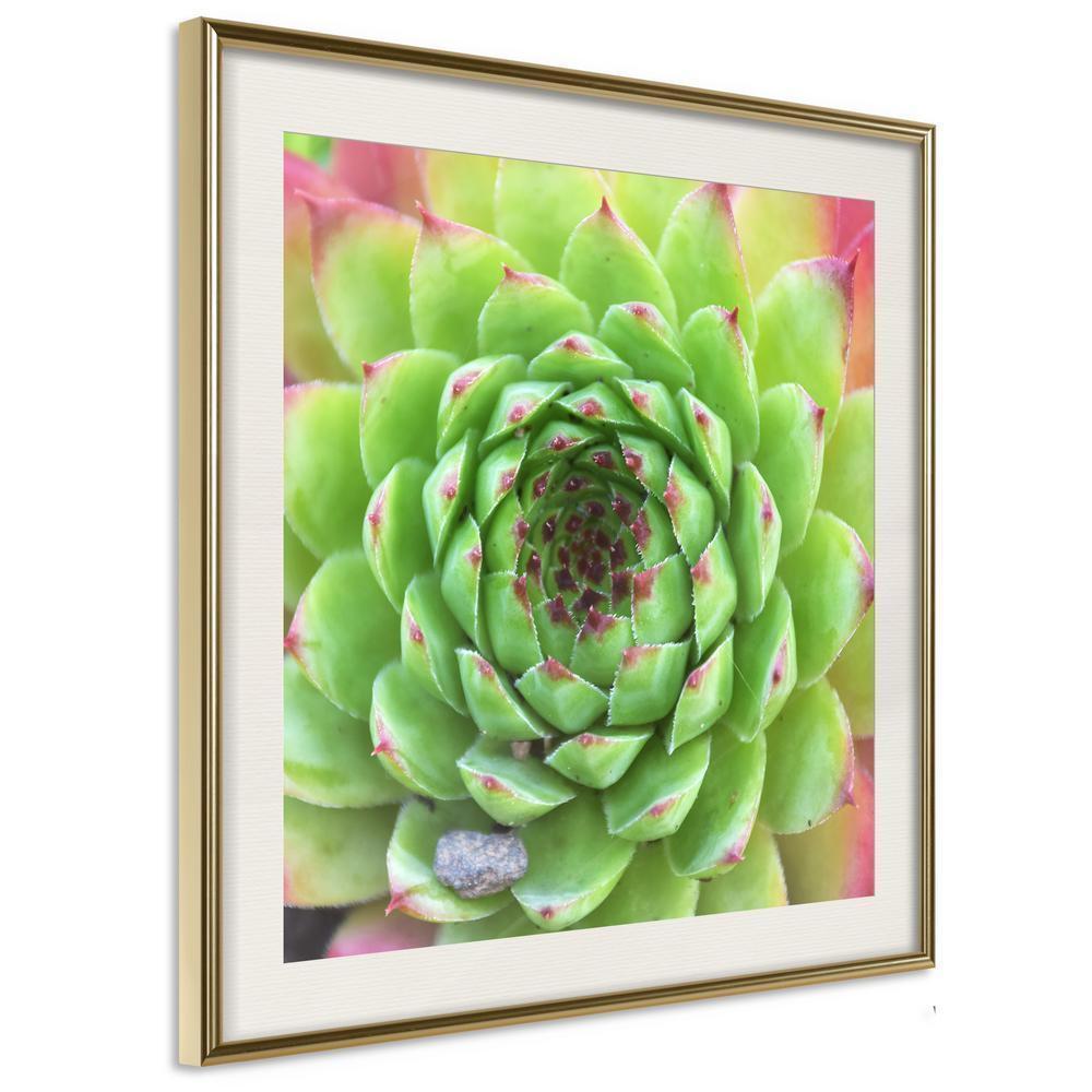 Botanical Wall Art - Stone Rose (Square)-artwork for wall with acrylic glass protection