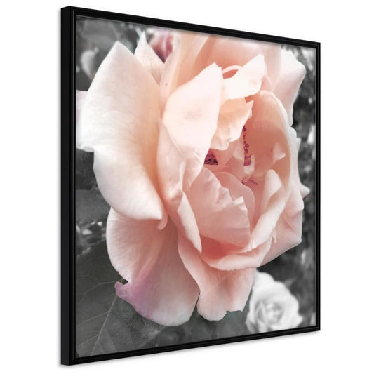 Botanical Wall Art - Delicate Rose-artwork for wall with acrylic glass protection