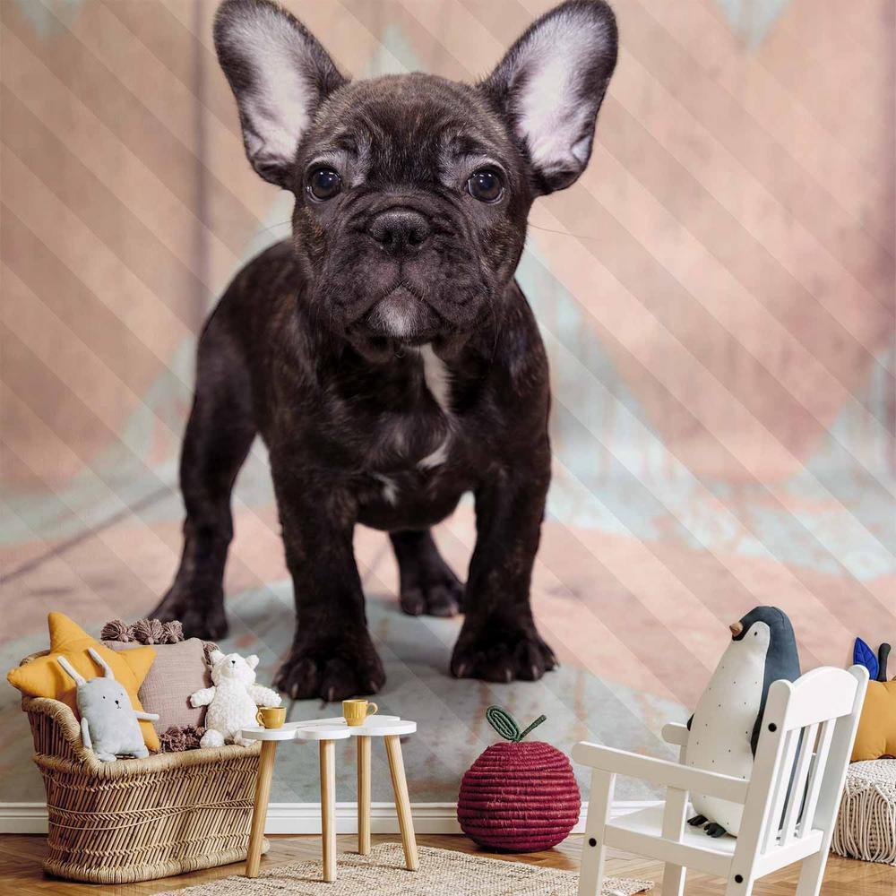 Wall Mural - French Bulldog