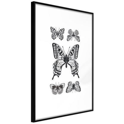 Black and White Framed Poster - Butterfly Collection IV-artwork for wall with acrylic glass protection