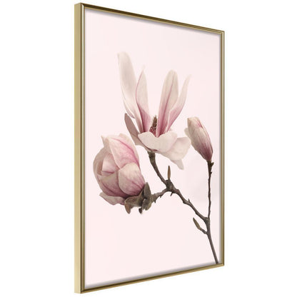 Botanical Wall Art - Blooming Magnolias II-artwork for wall with acrylic glass protection