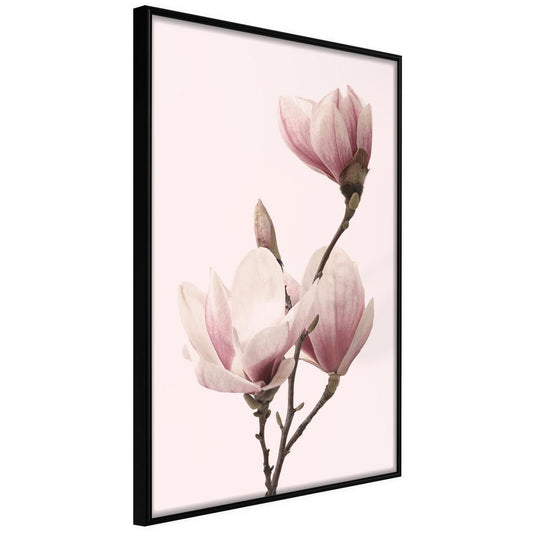 Botanical Wall Art - Blooming Magnolias III-artwork for wall with acrylic glass protection