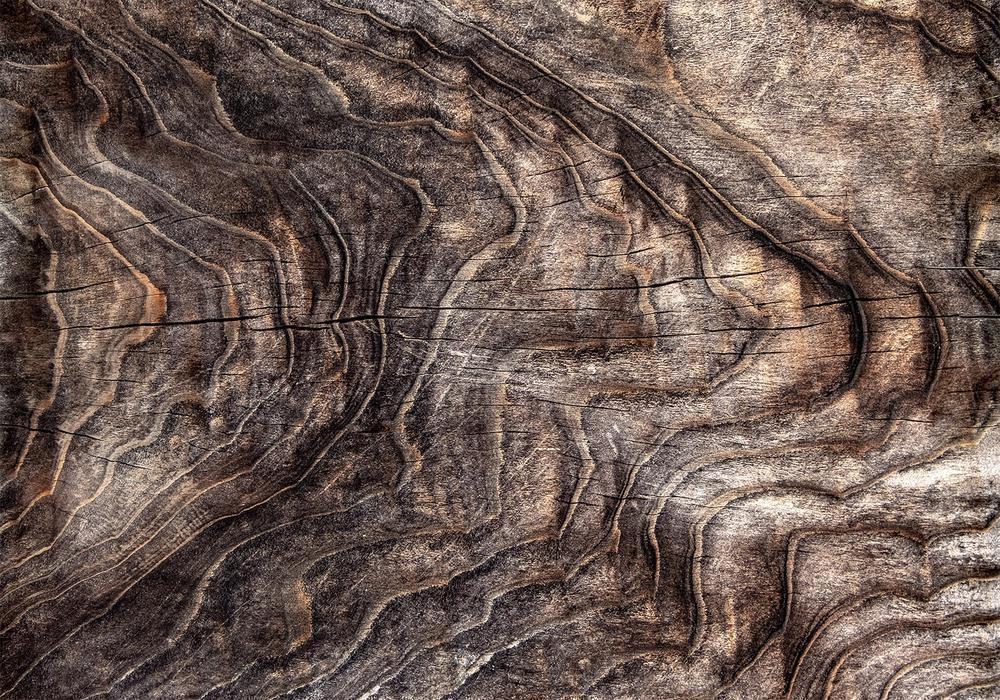 Wall Mural - Signs of the times - an abstract background with the wrinkled bark of an old tree-Wall Murals-ArtfulPrivacy