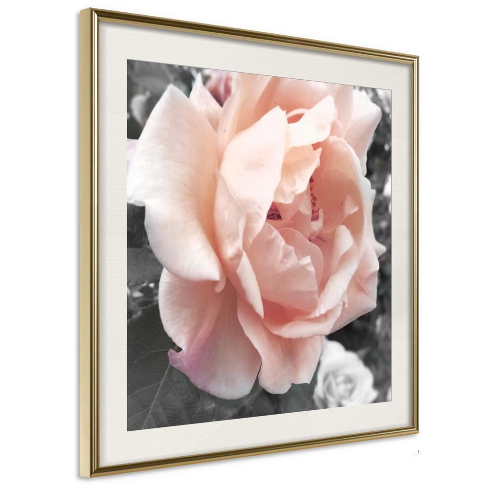 Botanical Wall Art - Delicate Rose-artwork for wall with acrylic glass protection