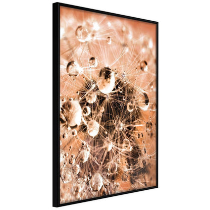 Autumn Framed Poster - Drops on Dandelion-artwork for wall with acrylic glass protection