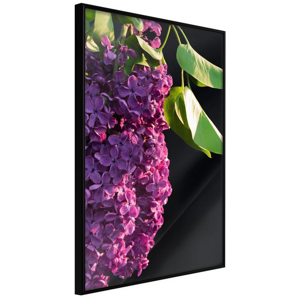 Botanical Wall Art - Violet May-artwork for wall with acrylic glass protection