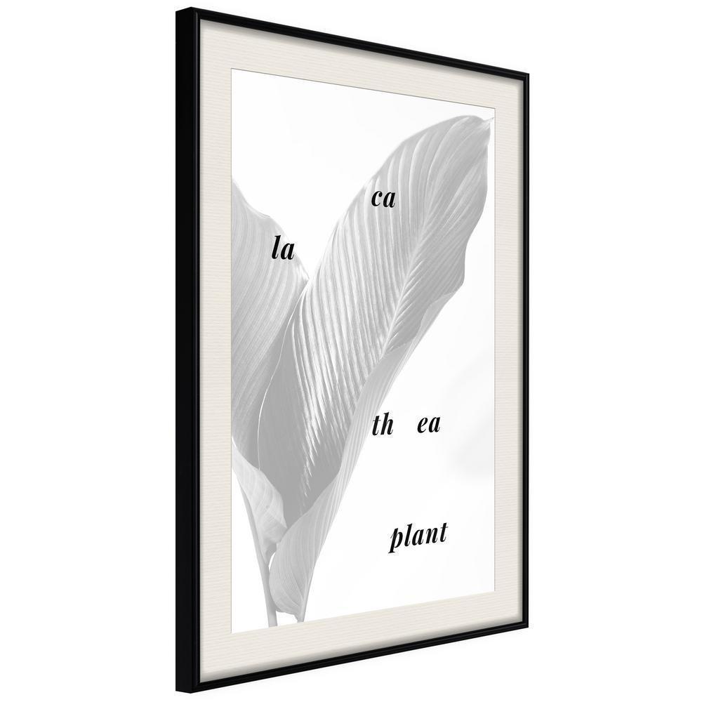 Botanical Wall Art - Calathea Leaves-artwork for wall with acrylic glass protection