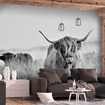 Wall Mural - Highland Cattle