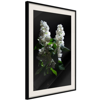 Botanical Wall Art - White Lilac-artwork for wall with acrylic glass protection