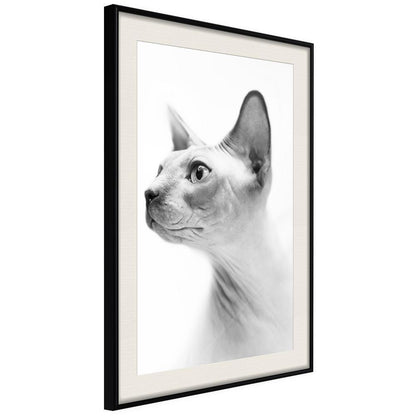 Frame Wall Art - Sphinx-artwork for wall with acrylic glass protection