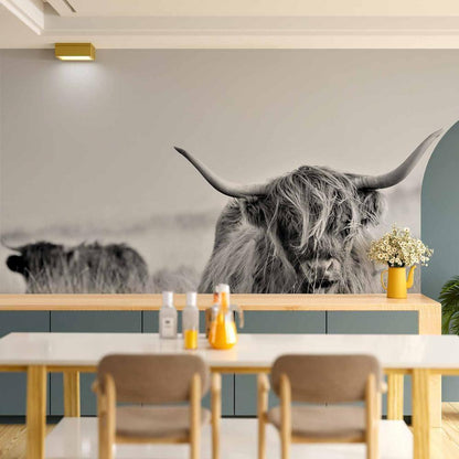 Wall Mural - Highland Cattle