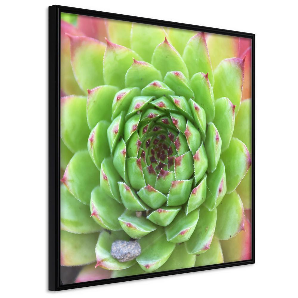 Botanical Wall Art - Stone Rose (Square)-artwork for wall with acrylic glass protection