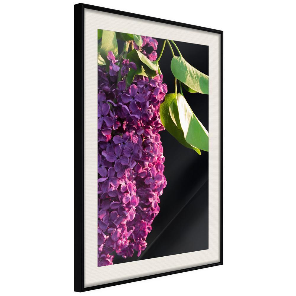 Botanical Wall Art - Violet May-artwork for wall with acrylic glass protection