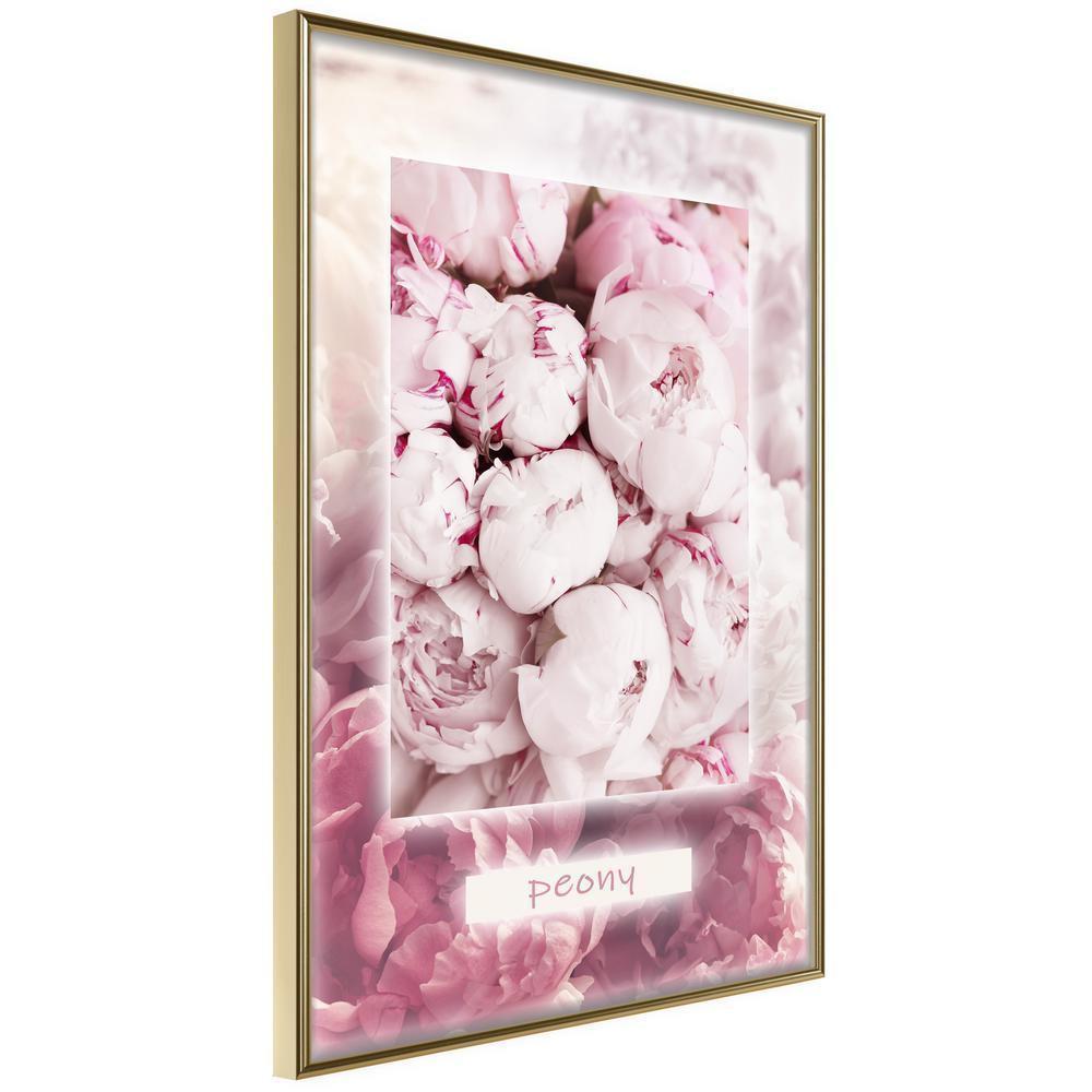 Botanical Wall Art - Scent of Peonies-artwork for wall with acrylic glass protection