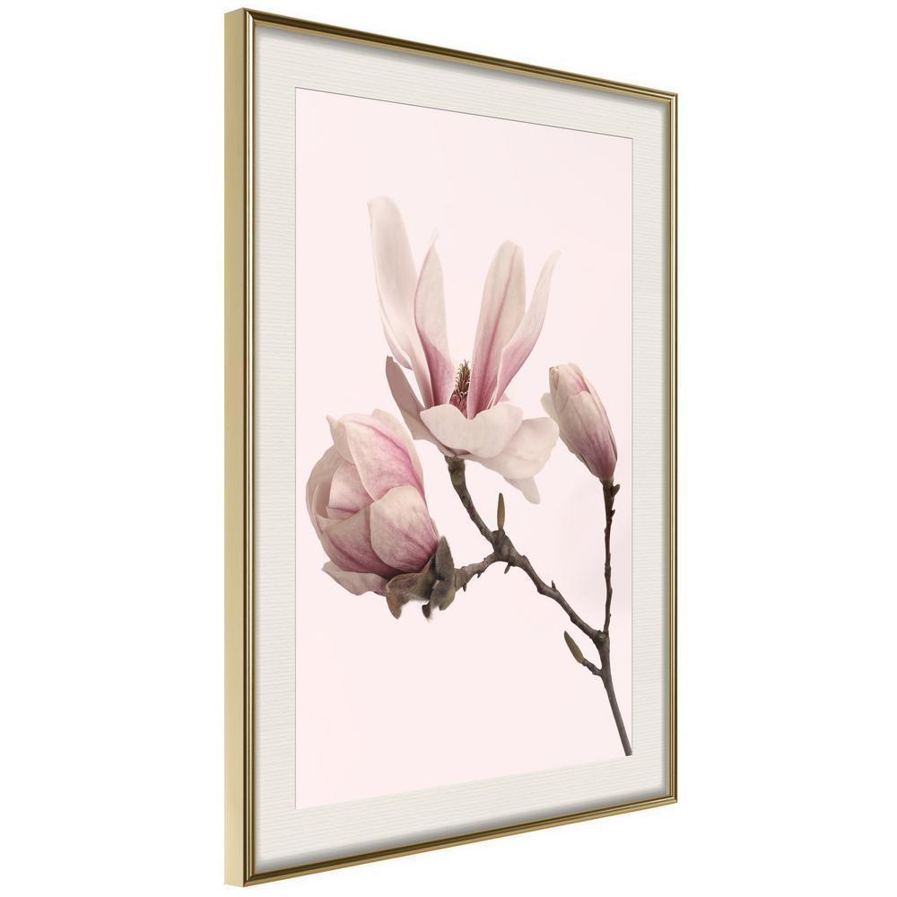 Botanical Wall Art - Blooming Magnolias II-artwork for wall with acrylic glass protection