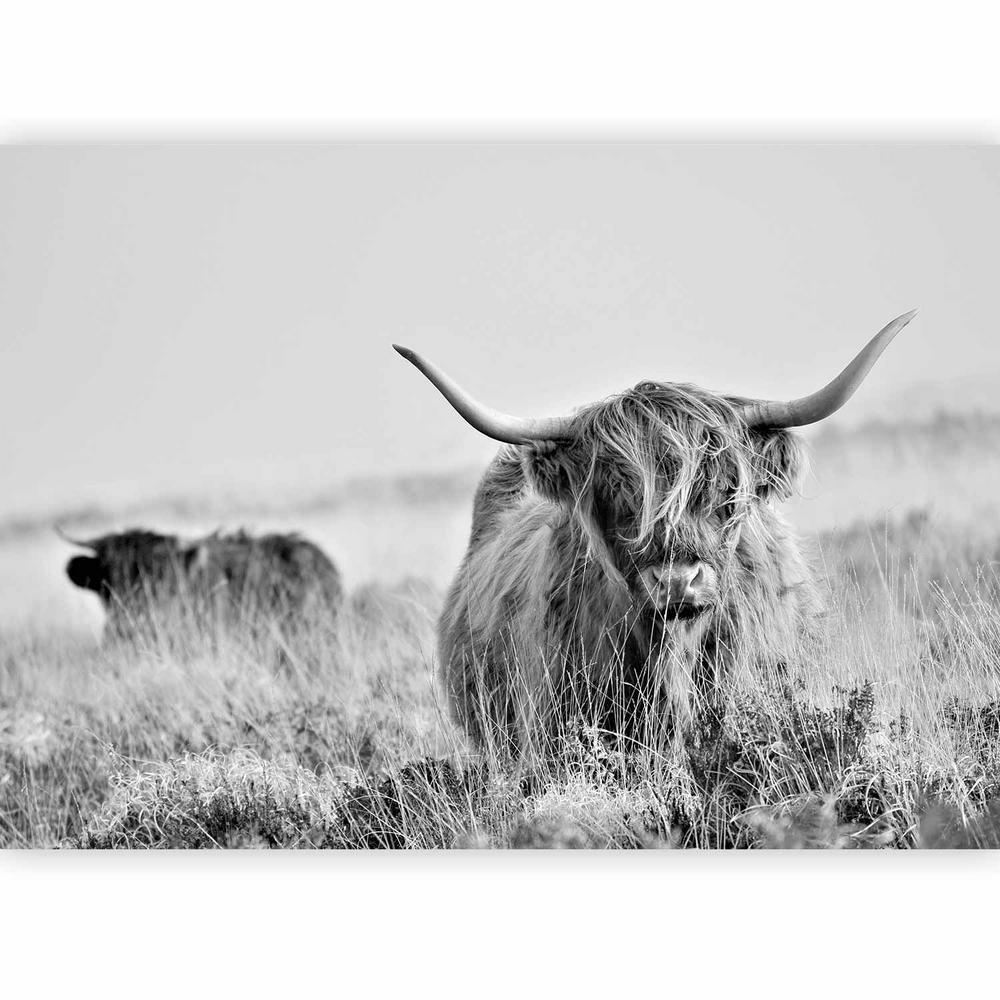 Wall Mural - Highland Cattle