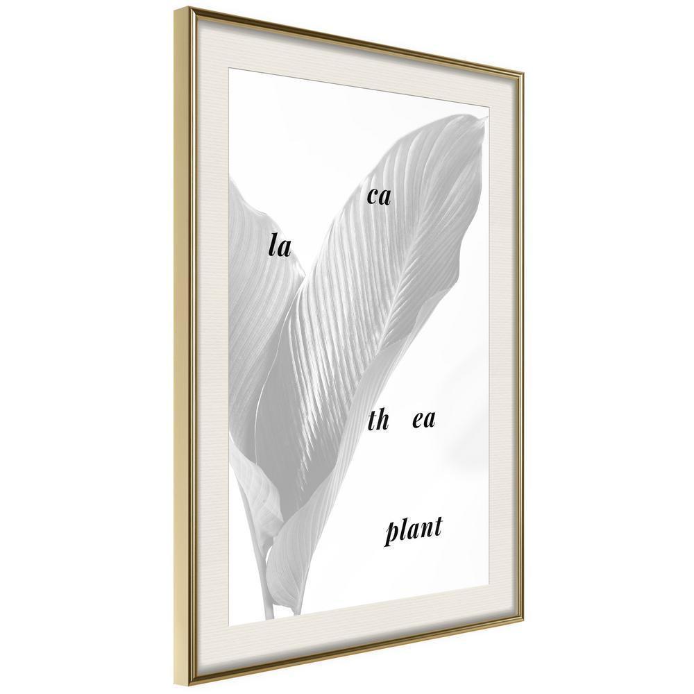 Botanical Wall Art - Calathea Leaves-artwork for wall with acrylic glass protection