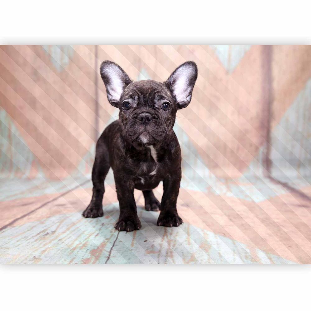 Wall Mural - French Bulldog