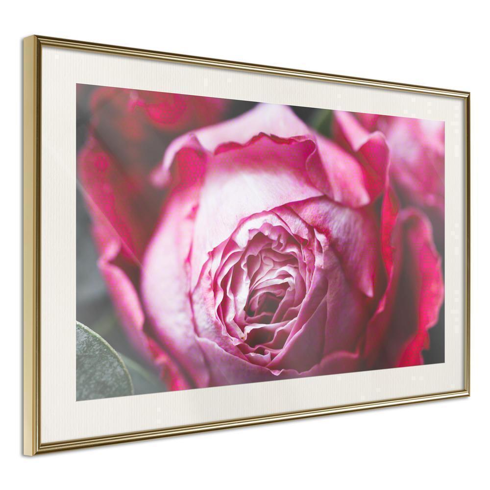 Botanical Wall Art - Blooming Rose-artwork for wall with acrylic glass protection