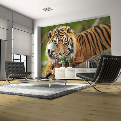 Wall Mural - Sumatran tiger-Wall Murals-ArtfulPrivacy