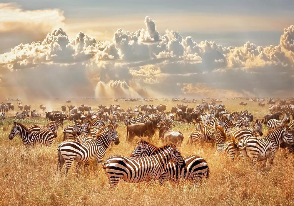 Wall Mural - Zebra Land