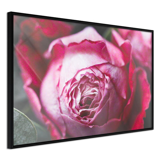 Botanical Wall Art - Blooming Rose-artwork for wall with acrylic glass protection