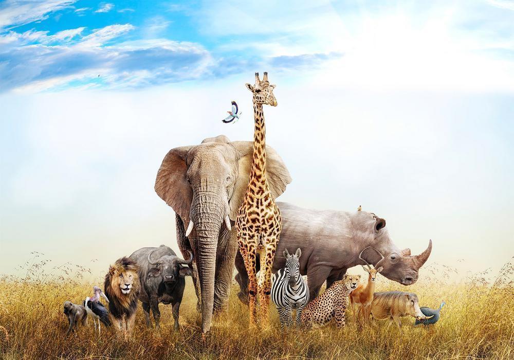 Wall Mural - Fauna of Africa-Wall Murals-ArtfulPrivacy