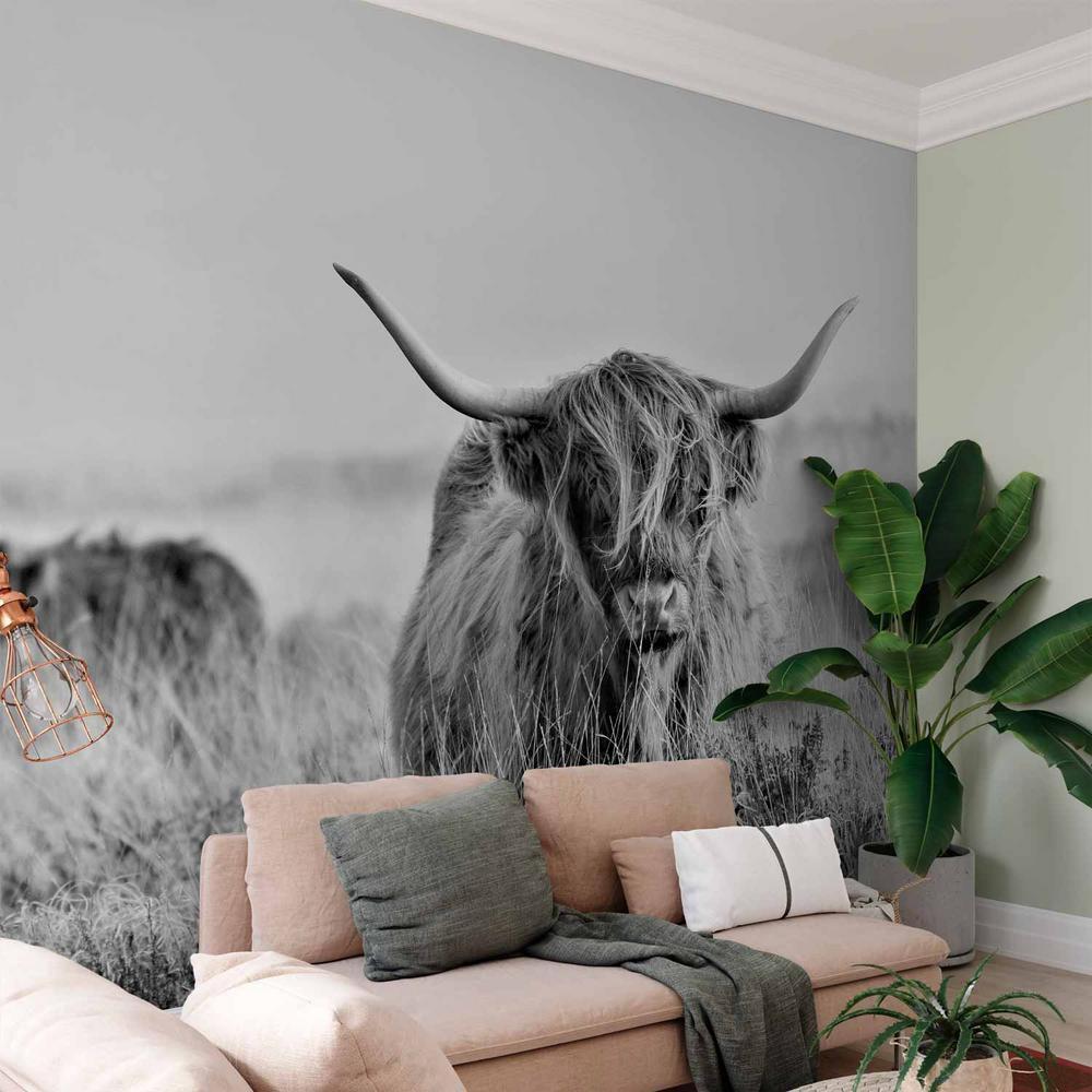 Wall Mural - Highland Cattle