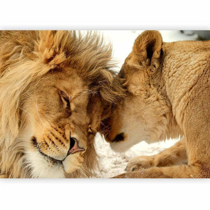 Wall Mural - Lion Tenderness