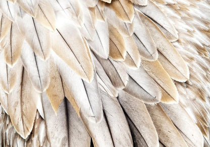 Wall Mural - Close-up of bird's wings - uniform close-up on beige bird feathers-Wall Murals-ArtfulPrivacy